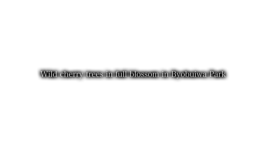 Wild cherry trees in full blossom in Byobuiwa Park