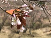 山桜：咲きはじめ
