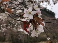 山桜：三分咲き