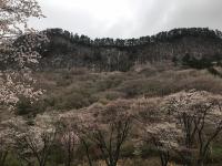 山桜：五分咲き