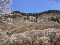 山桜：七分咲き