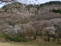山桜：七分咲き