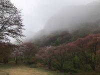 山桜：若葉