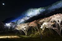 屏風岩山桜ライトアップ