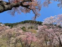 満開、一部散り始め