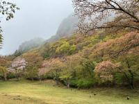 散り終わり